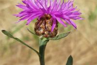 Centaurea jacea