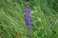 Salvia pratensis