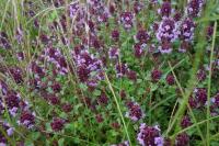 Thymus pulegioides