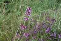 Thymus pulegioides