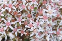Sedum album