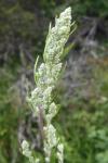 Artemisia vulgaris