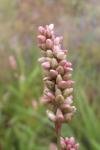 Persicaria lapathifolia