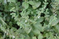 Melissa officinalis
