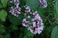Origanum vulgare