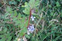 Vicia sepium