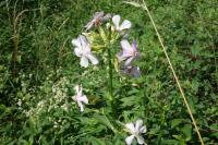 Saponaria officinalis
