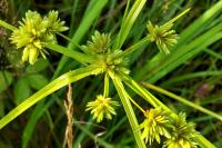 Cyperus eragrostis