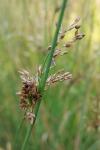 Juncus inflexus