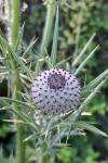 Cirsium eriophorum