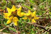 Lotus pedunculatus