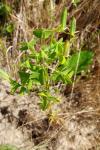 Oxalis fontana/dillenii/corniculata