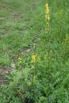 Agrimonia eupatoria