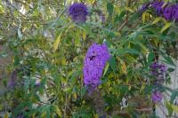Buddleja davidii