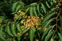 Ailanthus altissima