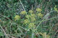 Pastinaca sativa