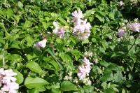 Saponaria officinalis