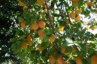 Prunus domestica