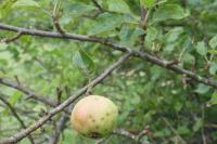 Malus sylvestris