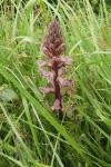Orobanche