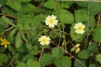 Potentilla recta