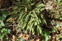 Asplenium ceterach