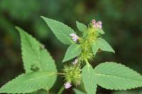 Galeopsis tetrahit