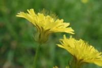 Crepis setosa