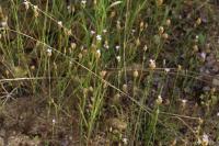 Petrorhagia prolifera