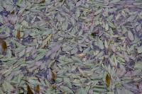 Potamogeton polygonifolius