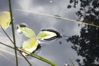 Menyanthes trifoliata