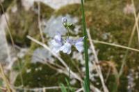 Linaria repens
