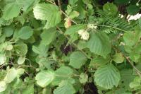 Corylus avellana