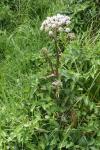 Angelica sylvestris