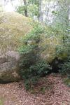Ilex aquifolium