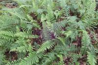 Polypodium