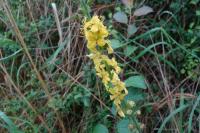 Agrimonia eupatoria
