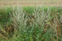 Artemisia vulgaris