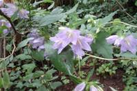 Campanula trachelium