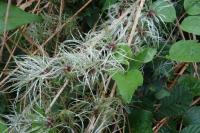 Clematis vitalba