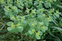 Euphorbia helioscopia