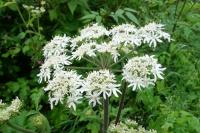 Heracleum sphondylium