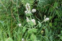 Mentha suaveolens