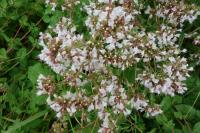 Origanum vulgare