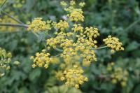 Pastinaca sativa