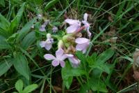 Saponaria officinalis
