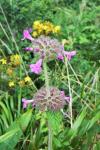 Clinopodium vulgare