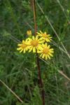 Senecio vulgaris