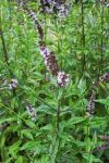 Mentha spicata