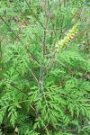 Ambrosia artemisiifolia